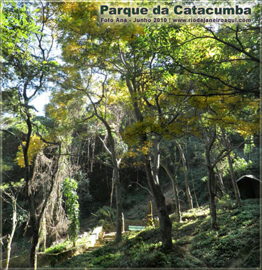Ipê amarelo no Parque da Catacumba e estado da vegetação após o reflorestamento