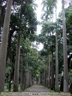 Ala de palmeiras nos jardins do Palácio do Catete
