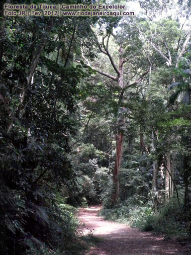 Caminho na mata densa na Floresta da Tijuca