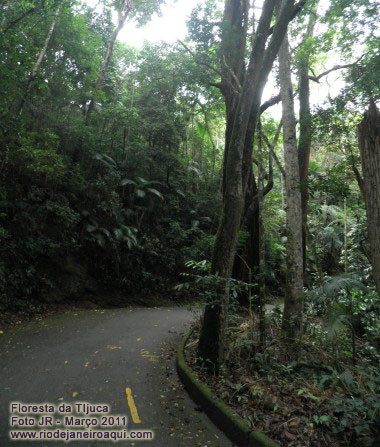 Floresta da Tijuca próxima ao restaurante Esquilos