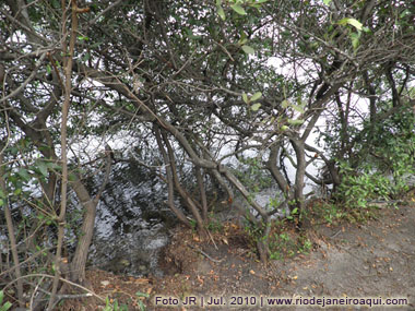 Vegetação de manguezal crescendo às margens da Lagoa