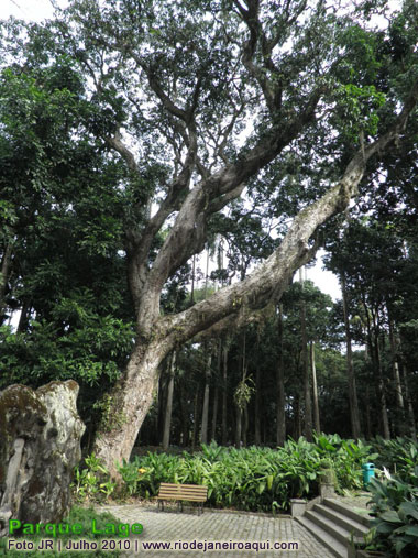 Bela e enorme rvore do Parque Lage e ao fundo conjunto de rvores altissimas