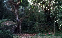 Parque da Chacrinha entre matas e árvores