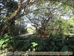 Arvóres e plantas no Parque Chico Mendes no Recreio dos Bandeirantes