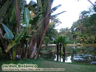 Rio de Janeiro Botanical Gardens | Lake and water flowers