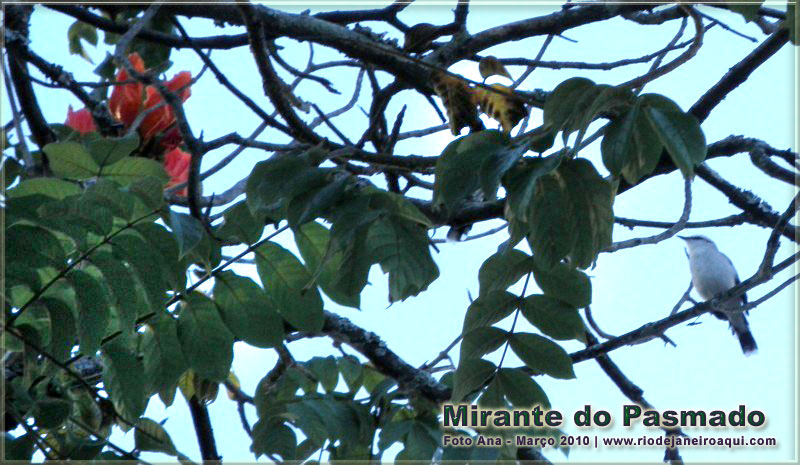 Espécie de pássaro visto no morro e mirante do Pasmado