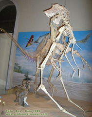 Dinossauro no museu