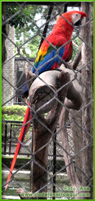 Arara no Zoológico do Rio de Janeiro