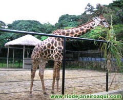 Girafa do Zoológico do Rio de Janeiro