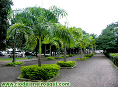 Zoológico ro Rio | Canteiros e palmeiras