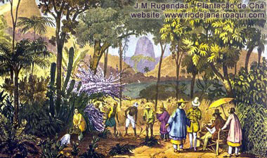 Plantação de chá no Rio de Janeiro, no início do século 19