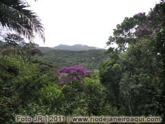 Floresta e imensidão do maciço da Tijuca