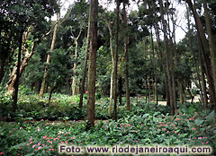Jardins e floresta no Parque Lage