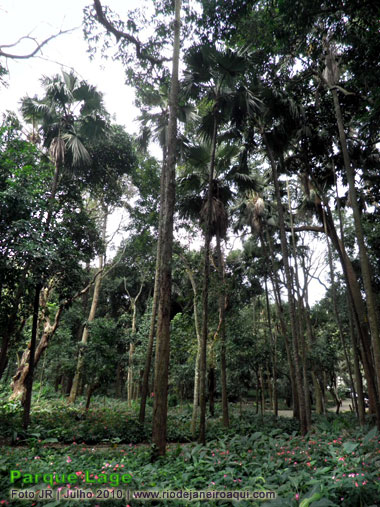 Verdadeiro jardim de rvores no Parque Lage. rvores altissimas sobre um tape de flores e plantas