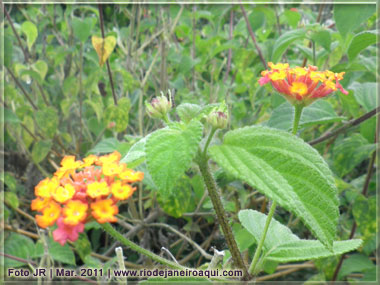 Belas flores e plantas coloridada são vistas no local