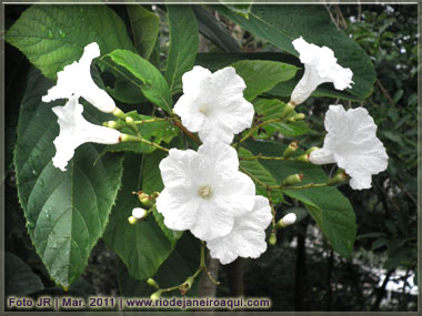 Belas plantas e flores cobertas pelo orvalho