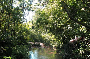 Natureza no Parque Estadual do Maciço da Pedra Branca