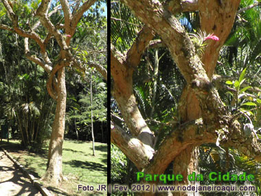Árvore do Pau Brasil no Parque da Cidade, que deu nome ao País