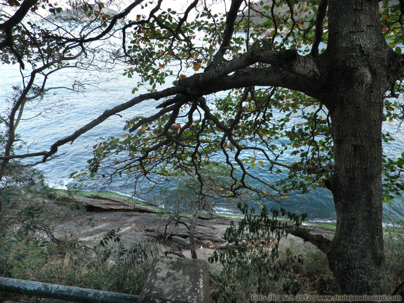 Aves e Árvores: Visita à Pista Claudio Coutinho no Morro da Urca (RJ):  paraíso do Tiê-Sangue e outras aves