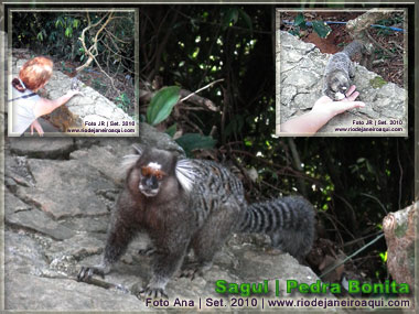 Sagui ou micro estrela na Pedra Bonita